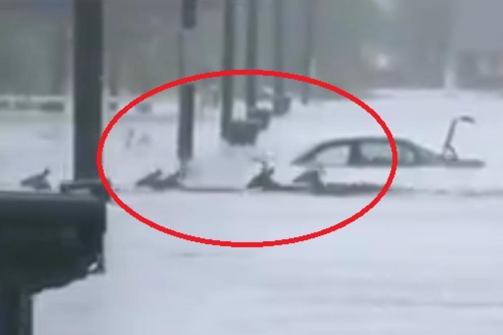 TUŽNE SCENE KOJE JE URAGAN DONEO: Krdo jelena preplašeno pliva poplavljenim ulicama! Traže spas među ljudima! (VIDEO)
