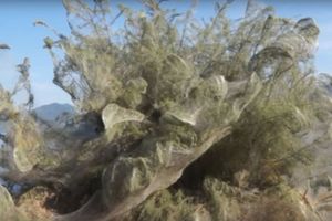 JEZIV PRIZOR U GRČKOJ: Džinovska paukova mreža prekrila obalu na zapadu (FOTO, VIDEO)