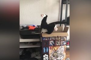 NAJSMEJAĆE VAS DO SUZA: Ova mačka je poželela da uđe u kutiju, ali ovome se nikako nije nadala! (VIDEO)