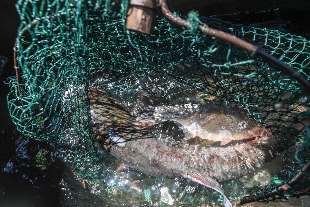 ŠTA STE UPECALI, TO JE TO: Od 1. januara zabranjen ribolov kečige u Srbiji!