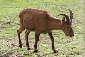 PANIKA U BRITANIJI: Antilopa pobegla iz zoo vrta, građanima se savetuje da joj ne prilaze ako je spaze