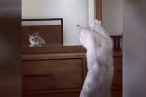 ONO KADA SE UPLAŠIŠ OD SEBE SAME: Blesava maca otkrila da ima uši! JAO, VIDI NA ŠTA LIČIM! PRESMEŠNA JE! (VIDEO)