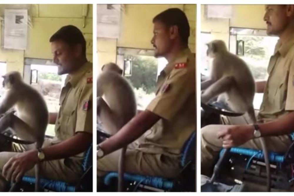 MAJMUN ZA VOLANOM ODUŠEVIO INDIJCE: Putnici u autobusu  se nisu bunili, ali je pravi vozač ipak kažnjen (VIDEO)