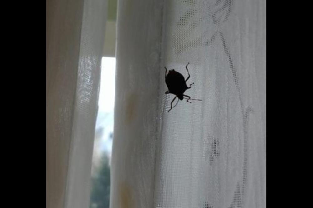 INVAZIJA SMRDIBUBA NA BEČ: Ljudi ne mogu da žive od dosadnih insekata, ne smeju da otvore ni prozore ni balkone! (VIDEO)