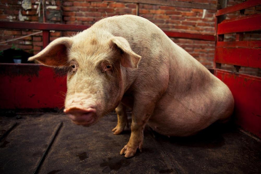PANIKA U MAĐARSKOJ, HARA ZARAZA: Afrička svinjska groznica u 50 sela