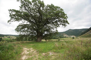 SVI SU REKLI DA ĆE GA STIĆI KLETVA ZBOG SEČE ZAVETNOG HRASTA NA KORIDORU 11: Evo šta se desilo sa drvosečom najpoznatijeg drveta u Srbiji