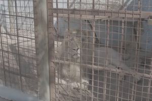 ZOO VRT IZ PAKLA: Šokantni snimci iz Albanije zgrozili ceo svet (VIDEO)