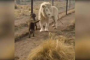 EVO JOŠ JEDNOG RAZLOGA ZAŠTO JE ON KRALJ ŽIVOTINJA! Ne možete ni naslutiti šta je lav uradio psu! (VIDEO)
