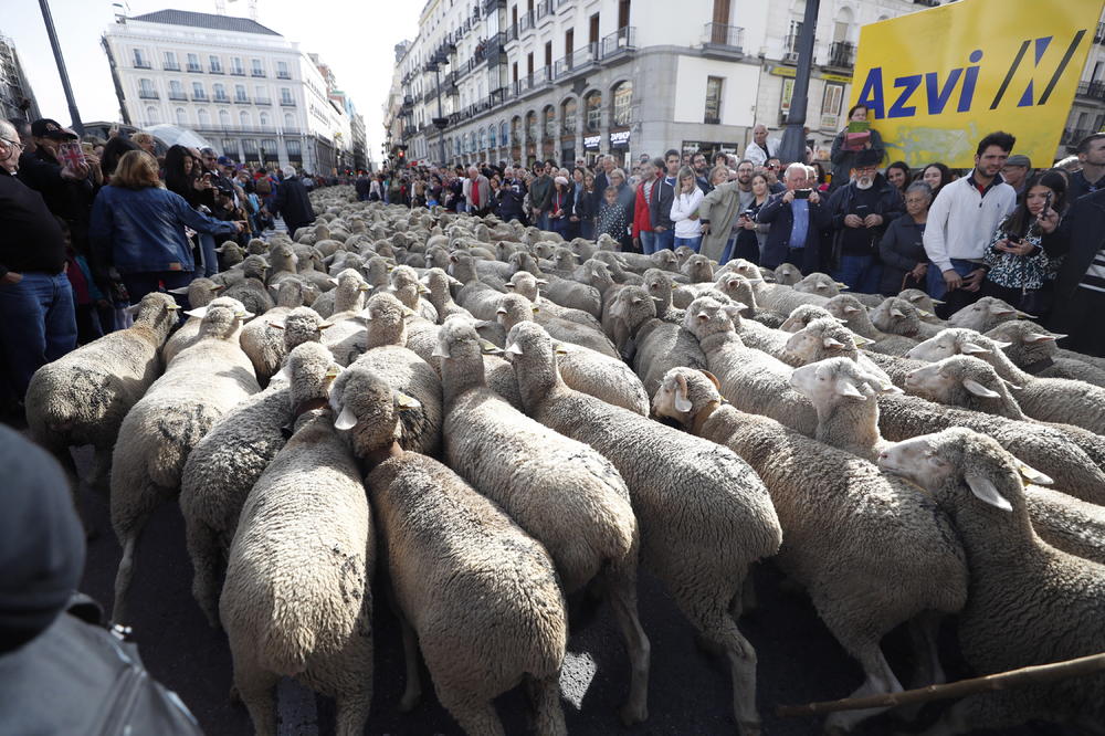OVCE BLOKIRALE CENTAR MADRIDA: Životinje okupirale ulice, a razlog je FENOMENALAN (FOTO, VIDEO)