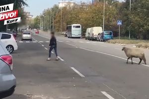 PAZI, OVCA! Vozače zatekao neobičan prizor u Novom Beogradu (KURIR TV)