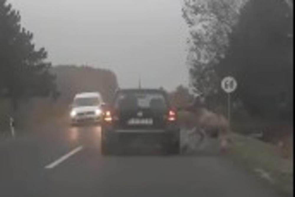 POSLE MUČNOG SNIMKA NA FEJSBUKU KOJI JE ZGROZIO SRBIJU, REAGOVALO TUŽILAŠTVO U PANČEVU:  Policija da pronađe vozača koji je vukao magarca po putu (VIDEO 18+)