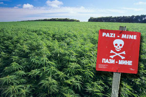 BAŠ SU IZABRALI: Hrvati uzgajali marihuanu u minskim poljima!