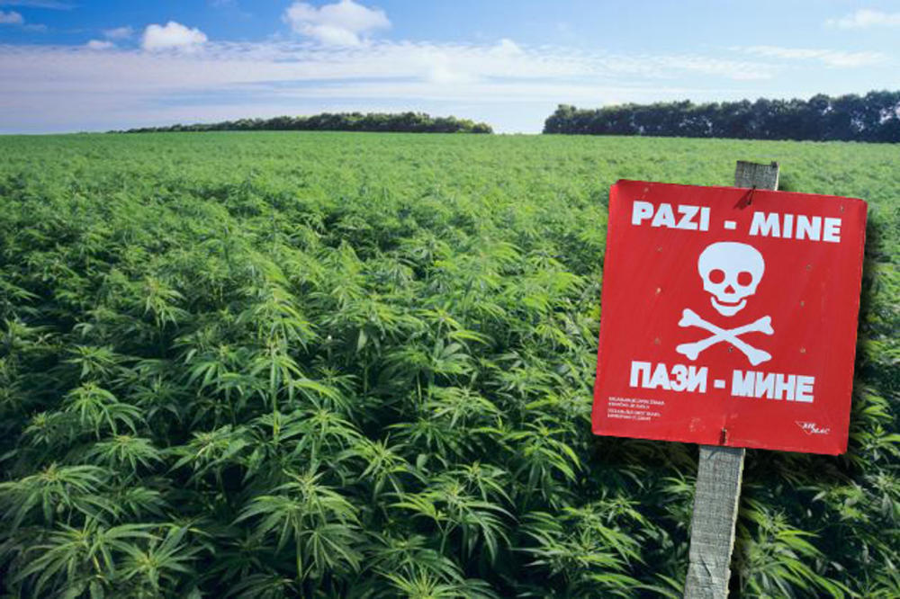 BAŠ SU IZABRALI: Hrvati uzgajali marihuanu u minskim poljima!