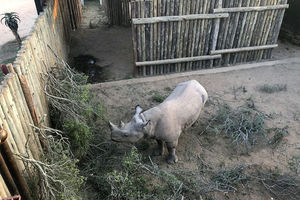 TUŽNE VESTI IZ AFRIKE: Uginula 4 nosoroga u nacionalnom parku, ostala samo dvojica