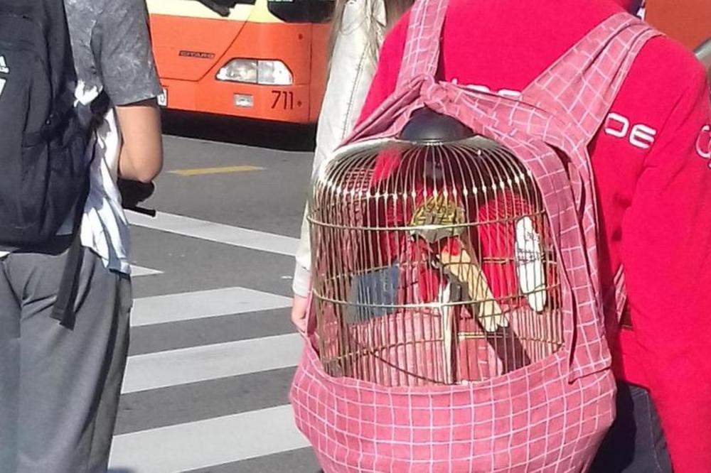 SVI SU GLEDALI U OVU ŽENU U RIJECI: Kavez sa papagajima nosila na leđima! (FOTO)