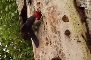 BRAVO, CARE! Zmija ušla da pojede ptičija jaja, ali ovakvu reakciju NIJE OČEKIVALA! (VIDEO)