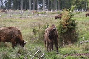 POTOMAK PRAISTORIJSKE ŽIVOTINJE VRAĆA SE U SRBIJU: Posle 200 godina bizoni će se opet šetati Fruškom gorom! Pitomi, tromi, blage naravi, kao velike bebe...