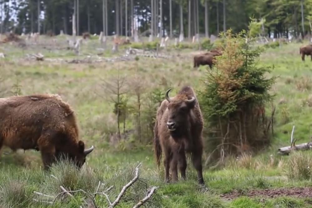 POTOMAK PRAISTORIJSKE ŽIVOTINJE VRAĆA SE U SRBIJU: Posle 200 godina bizoni će se opet šetati Fruškom gorom! Pitomi, tromi, blage naravi, kao velike bebe...