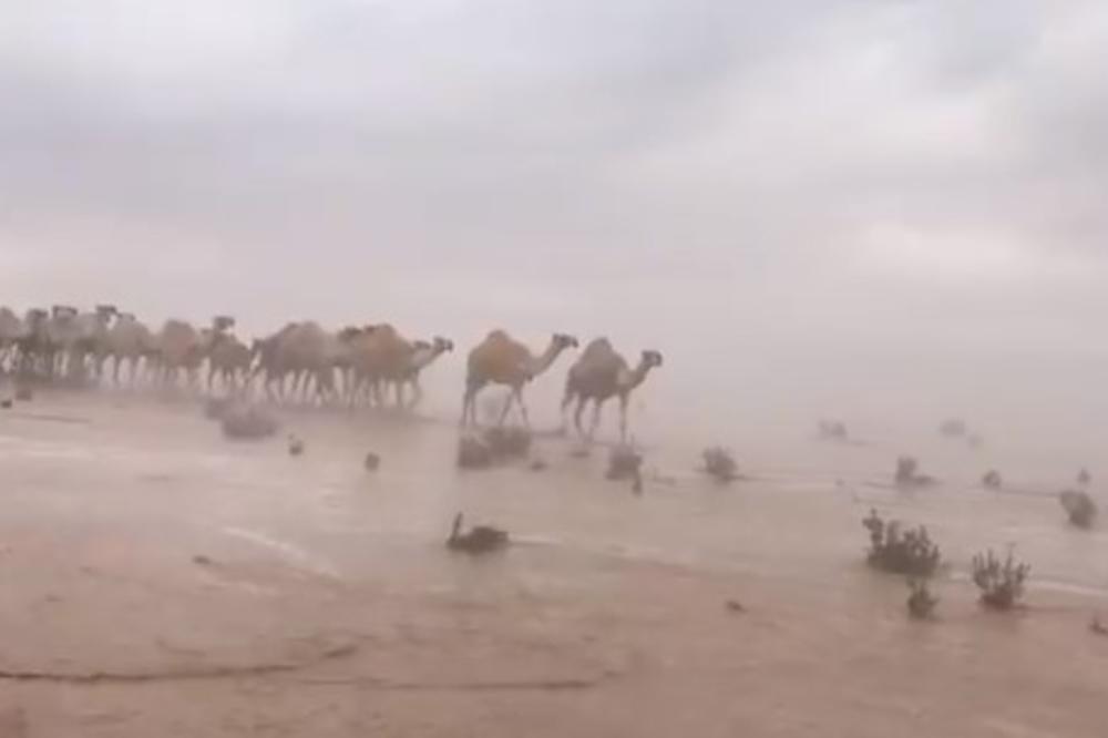 SAUDIJSKA PUSTINJA KAKVU DOSAD NISTE VIDELI: Sve je poplavljeno, a kamile idu polako kroz oluju (VIDEO)