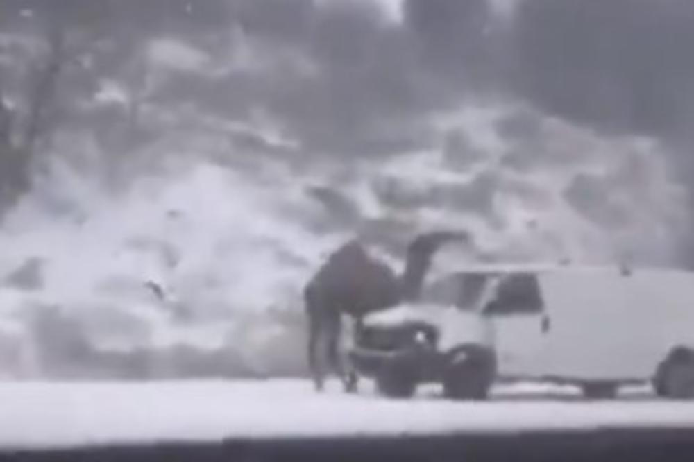 VOZAČI U ČUDU: Otkud kamila na snegu i to u Filadelfiji?! (VIDEO)