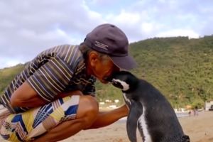NIKO NIJE ZAHVALAN KAO ŽIVOTINJA: Pingvin svake godine PREPLIVA 8.000 KM da bi se zahvalio svom RIBARU SPASIOCU! (VIDEO)
