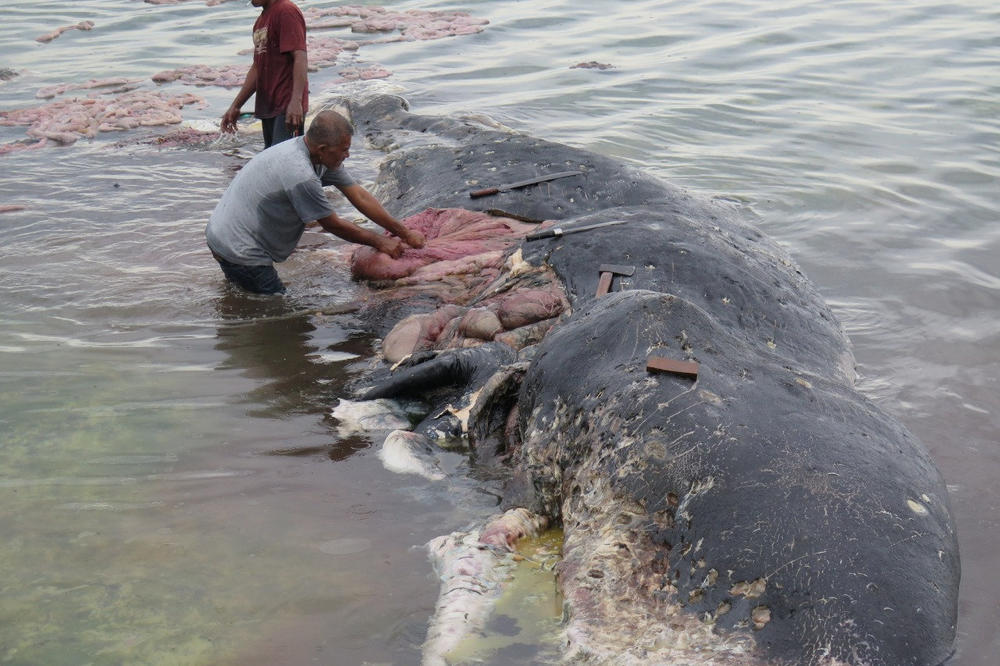 STRAŠNE SCENE IZ INDONEZIJE: Kit se nasukao na obalu, a u utrobi mu pronašli 6 kg plastike! Progutao čaše, flaše, pa čak i japanke! (FOTO)