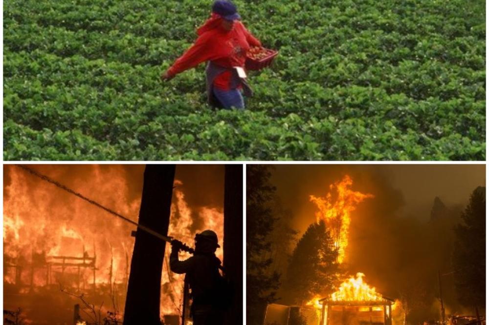 HOROR NA FARMAMA KALIFORNIJE: Bitnije im jagode od radnika, usred požara terali ih da rade bez ikakve zaštite (VIDEO)