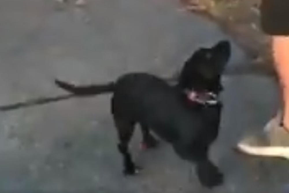 URNEBESAN SNIMAK IZ JEDNOG GRADA U SRBIJI! Evo kako pas reaguje kad ga vlasnik pita HOĆEMO LI U LIDL? (VIDEO)