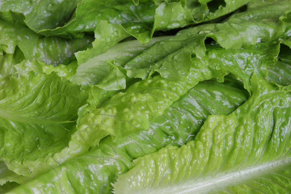 Zelena Salata, salata