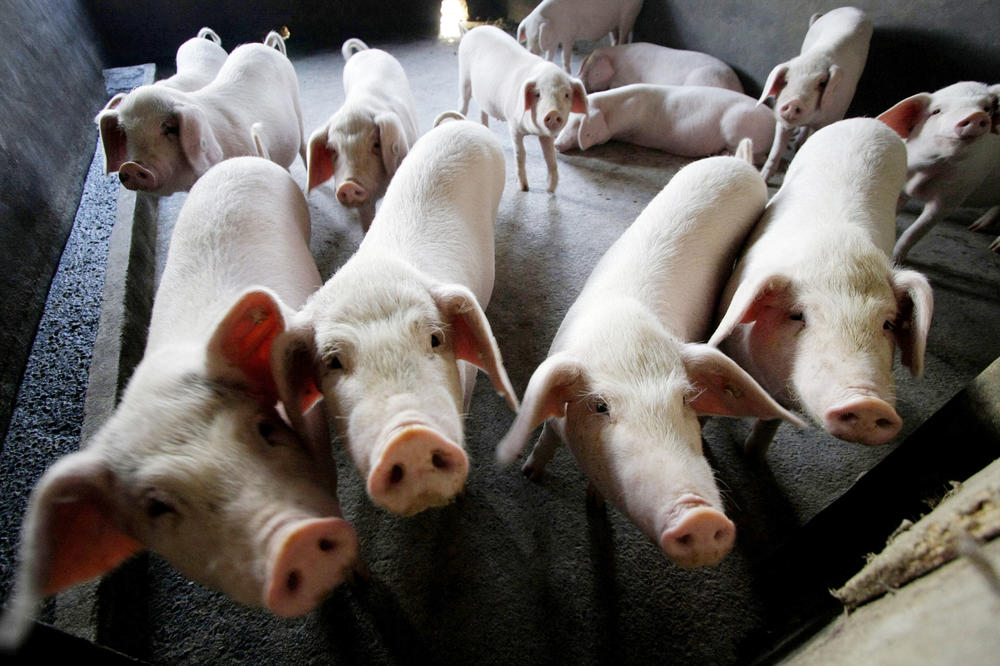 SITUACIJA POD KONTROLOM: Nema slučajeva svinjske kuge kod domaćih svinja!