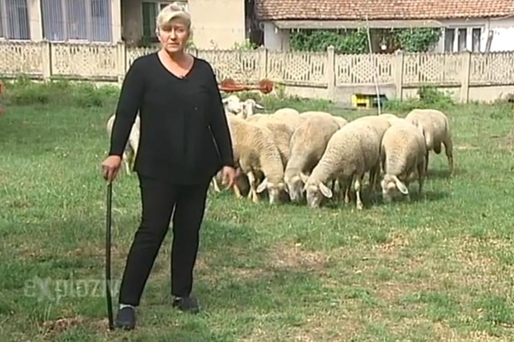 SLAVICA JE DO PRE NEKU GODINU BILA ŠEF U VELIKOJ FIRMI, A ONDA JE POČELA DA GAJI OVCE: Danas ima veliko stado i titulu najstočarke Srbije! U kancelariju se nikada više ne bi vratila