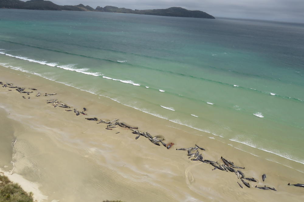 MASOVNO SAMOUBISTVO KRALJEVA OKEANA! 90 kitova nasukalo se na Novom Zelandu! (VIDEO)