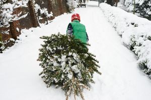 U BEČU SE NOVOGODIŠNJE JELKE NE BACAJU: Islužena božićna drvca skupljaju i koriste za grejanje, a mole građane samo jedno!