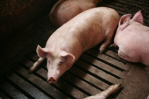 Dobre vesti za stočare Rast otkupne cene za tovne svinje od ponedelka 160 dinara po kilogramu