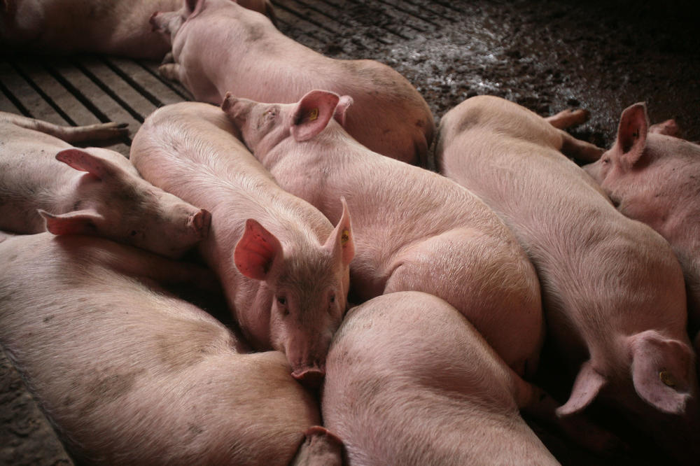UZBUNA U JAGODINI: Pronađena trihineloza kod tri divlje i jedne domaće svinje