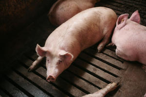 KUGA STIGLA PRED VRATA SRBIJE: U Bugarskoj svaka četvrta svinja zaražena