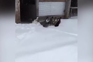 PATKE PRVI PUT VIDELE SNEG! Kakva urnebesna reakcija kada su izašle i ugazile nogicama u njega, a pas ih u čudu posmatra! (VIDEO)