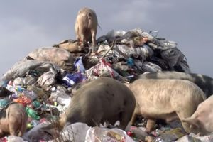 JEZIVE SCENE SA DEPONIJE U MAKEDONIJI: Svinje jedu najgore ĐUBRE, pa završavaju na trpezama! (VIDEO)