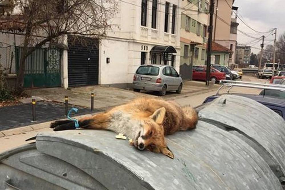 UŽAS U LESKOVCU: Mrtva lisica vezanih nogu pronađena na kontejneru u blizini osnovne škole