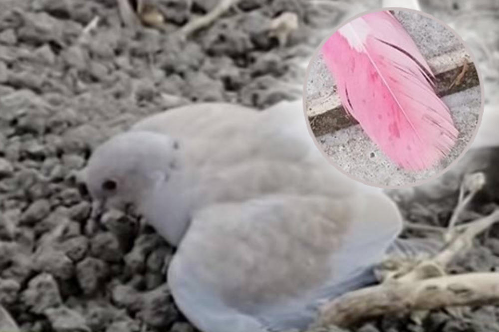 UPOZORENJE KOJE JE ZABRINULO SRBIJU: Ako vidite goluba sa roze perjem, ne prilazite! Opasno je, ČAK I SMRTONOSNO! (FOTO)