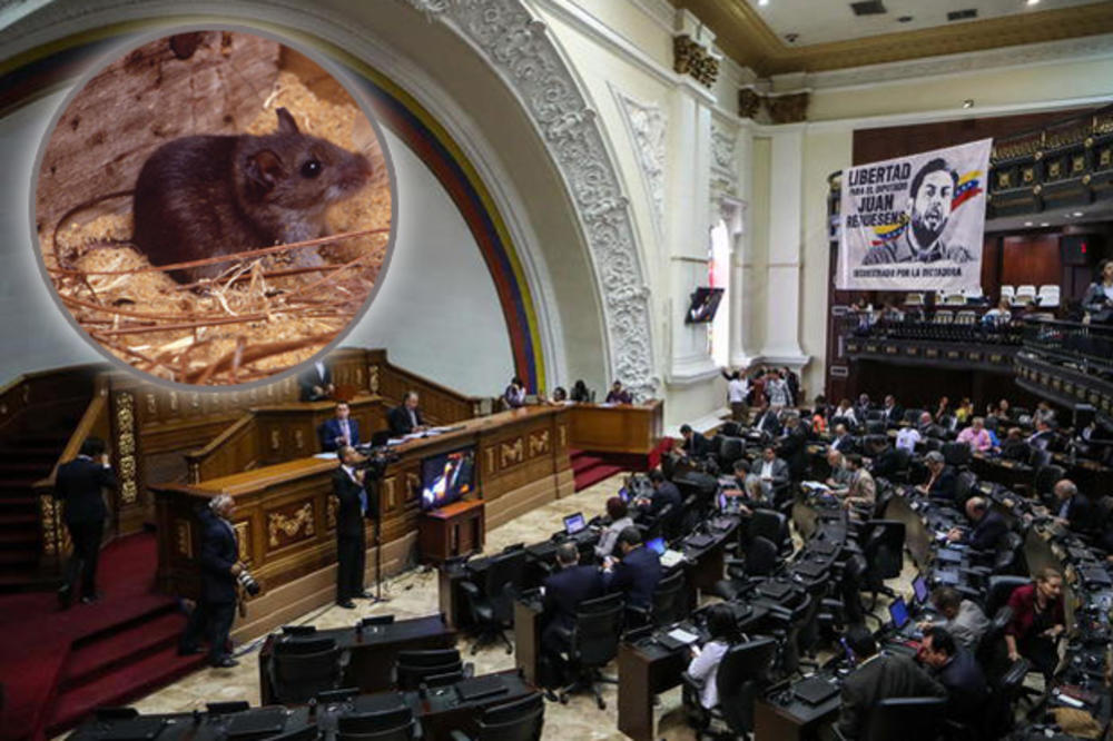 GLODARI PADALI NA POSLANIKE U VENECUELI: Sednica parlamenta hitno prekinuta, političari jurili nesrećne životinje (VIDEO)