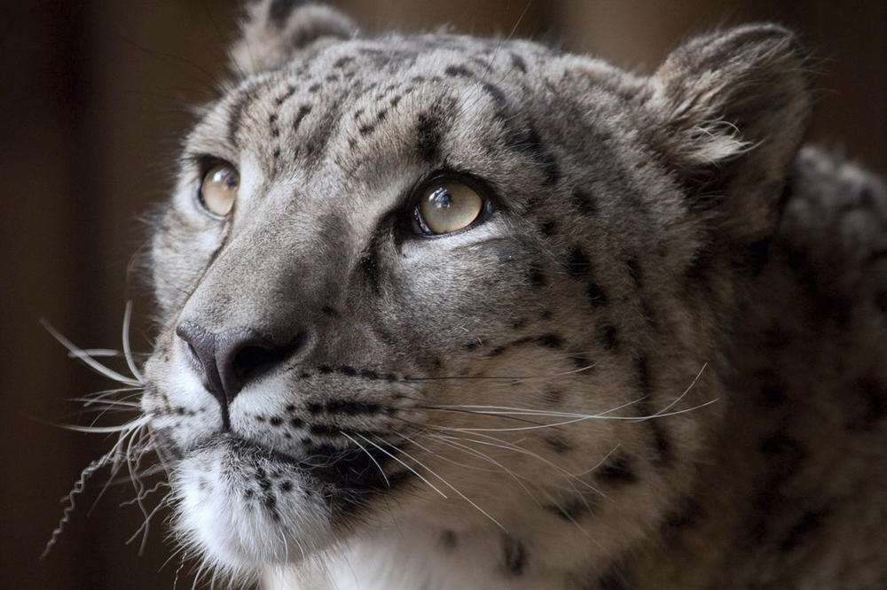 PANIKA U REZIDENCIJALNOJ ČETVRTI: Leopard upao u kuću i povredio tri osobe VIDEO