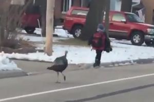 ĆURKA OPASNIJA OD DŽUKCA! Ganjala dečaka duž cele ulice! (VIDEO)