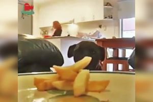 KRIMINALNE AKTIVNOSTI JEDNOG PSA! Morao je da ukrade jedan pomfrit, pa šta bude! (VIDEO)