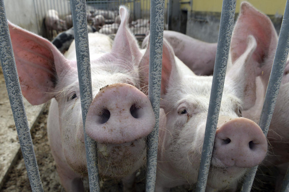 TRIHINELOZA U STARIM BANOVCIMA: Od svinjskog mesa obolelo sedmoro, životinje zaklane na nepropisan način