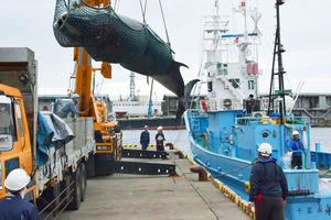OVA ODLUKA RAZBESNELA JE CEO SVET: Posle 30 godina zabrane, Japan ponovo kreće u lov na kitove