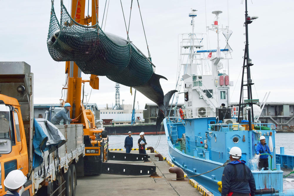 OVA ODLUKA RAZBESNELA JE CEO SVET: Posle 30 godina zabrane, Japan ponovo kreće u lov na kitove