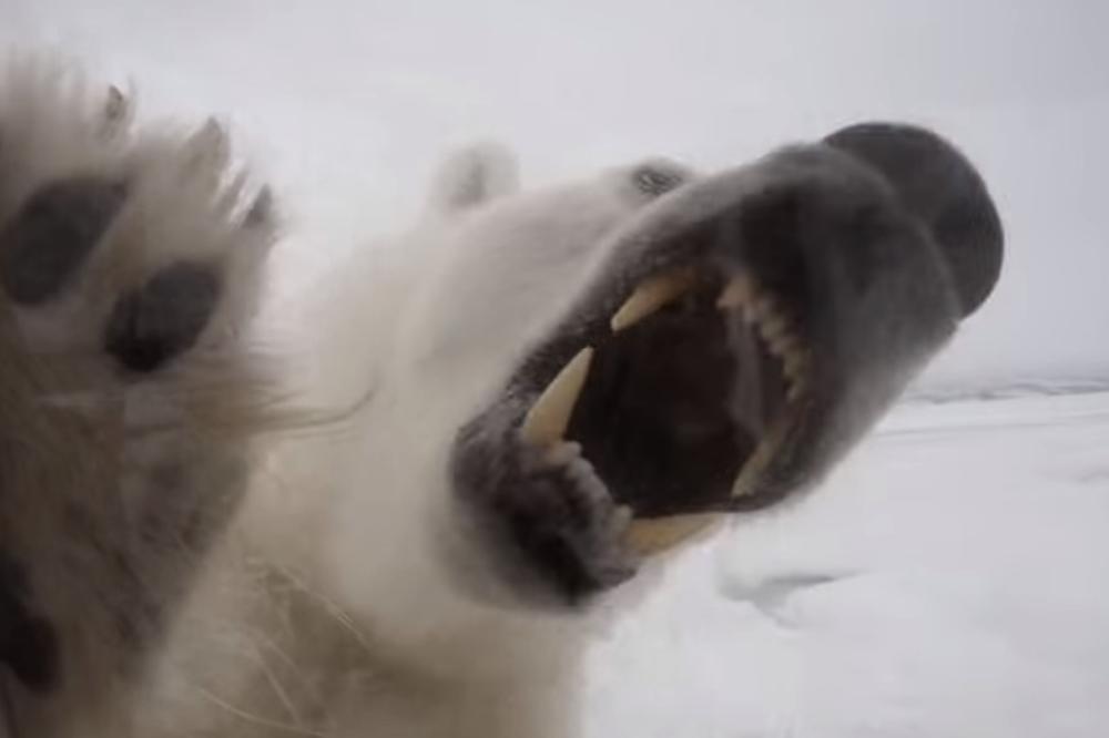 GLEDAO SMRTI U OČI: Snimao dokumentarac o medvedima, a onda je RAZJARENA životinja prišla previše BLIZU! Pogledajte kako je PROŠAO! (VIDEO)