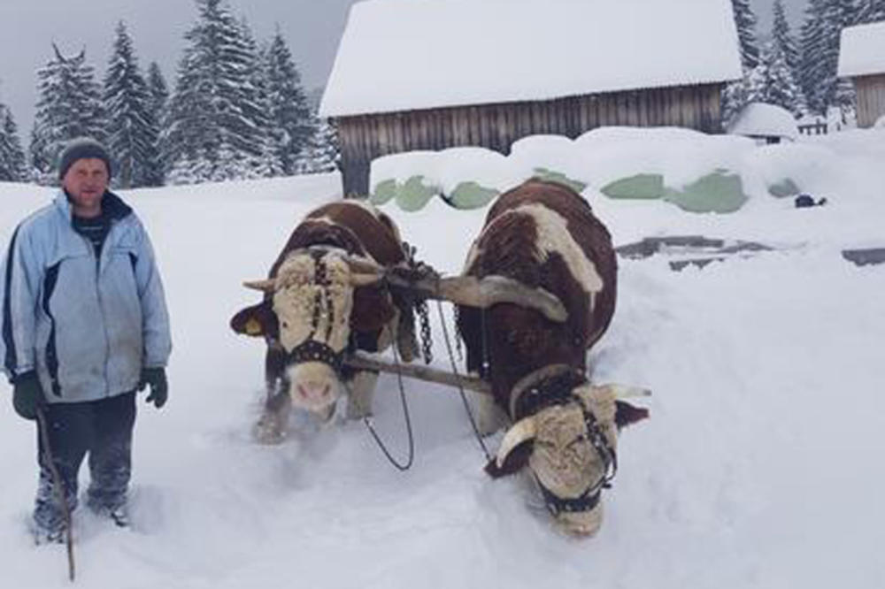 NOVOVAROŠANI NE SEDE SKRŠTENIH RUKU: Možda nemaju mehanizaciju, ali imaju ideje! Pogledajte kako uz pomoć volova čiste puteve (FOTO)