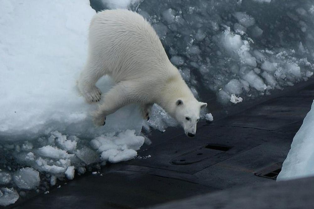 OVAKO NEŠTO NISTE DOSAD VIDELI: Polarni medved uslikan kako se šeta po smrtonosnoj ruskoj podmornici, a razlog je zabrinjavajuć (FOTO)